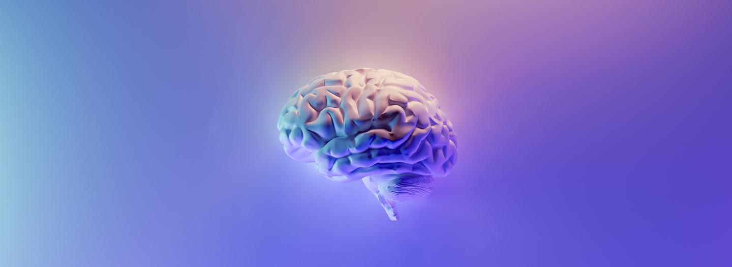 The human brain