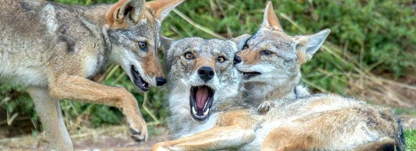 A group of coyotes snuggling