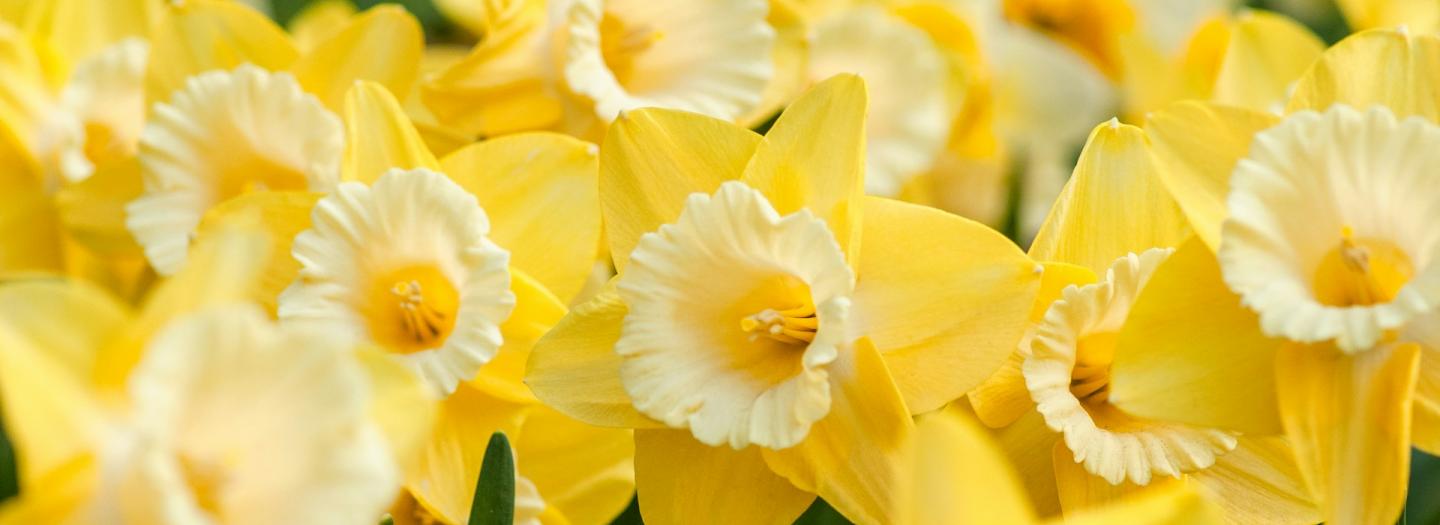 A field of yellow daffodils