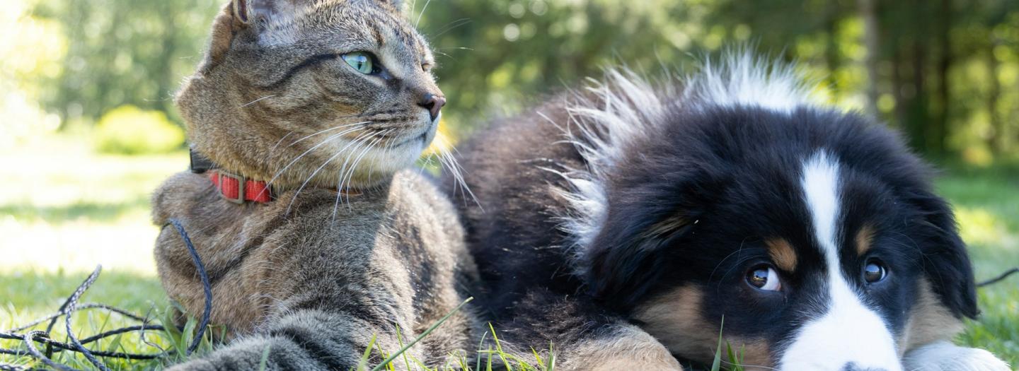 A cat and dog relaxing on the grass