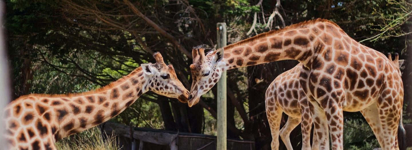 Two giraffes bumping heads at a zoo