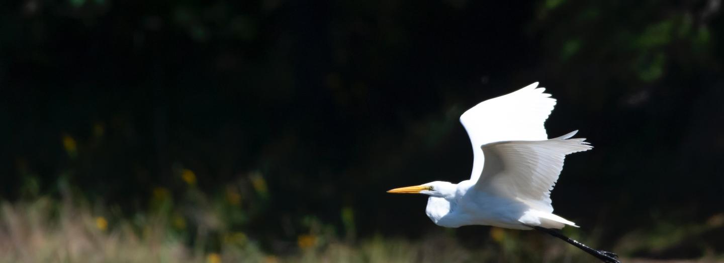Heron flying over a marsh