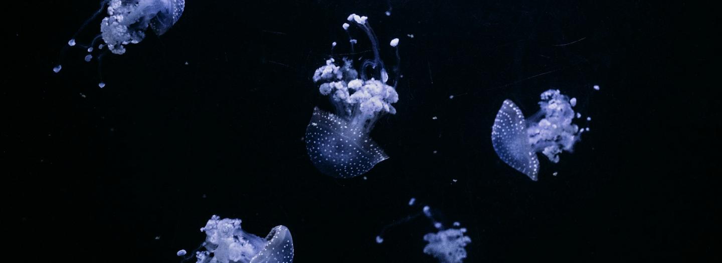 Jellyfish in a tank