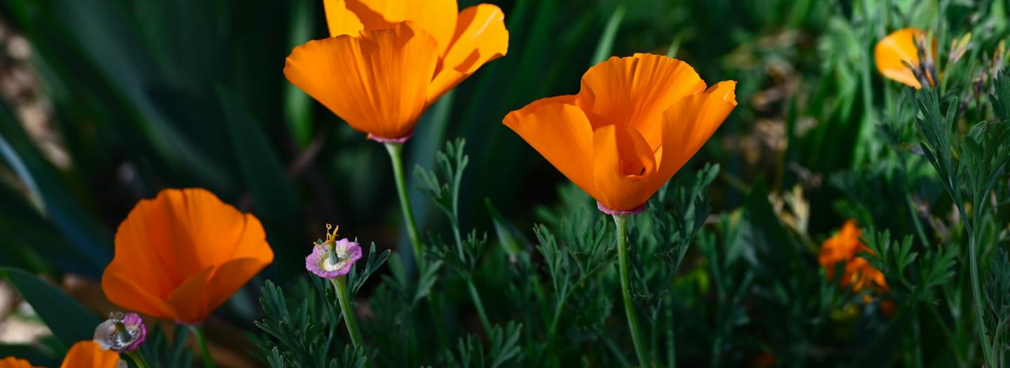 A field of orange poppy flowers