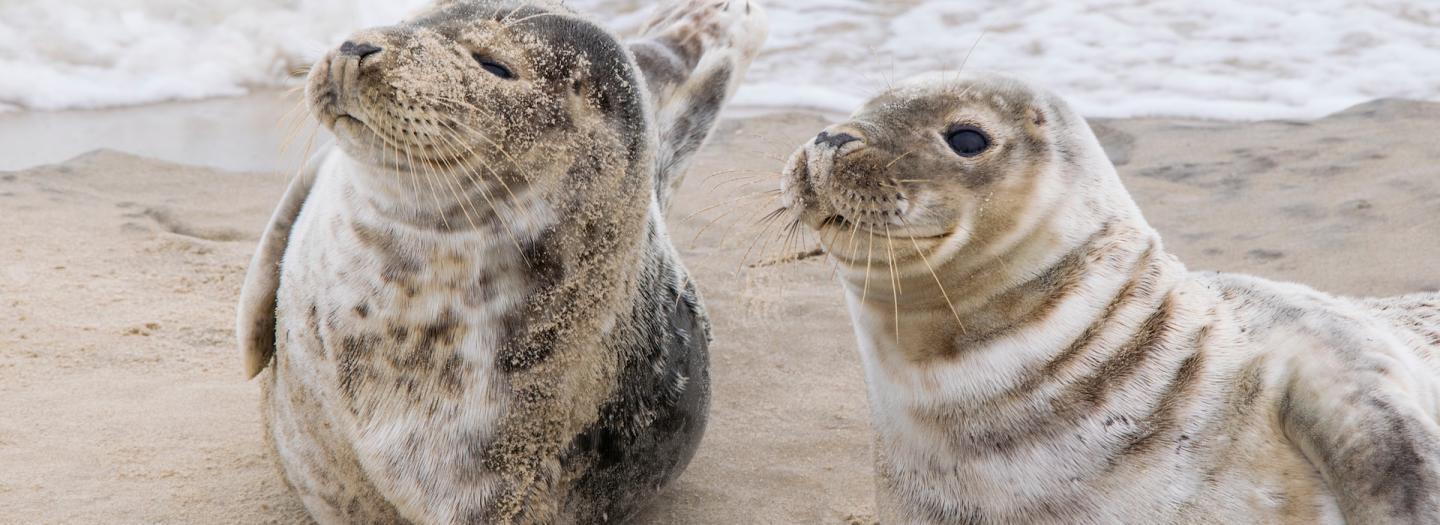 Two sea lions having fun at the beach