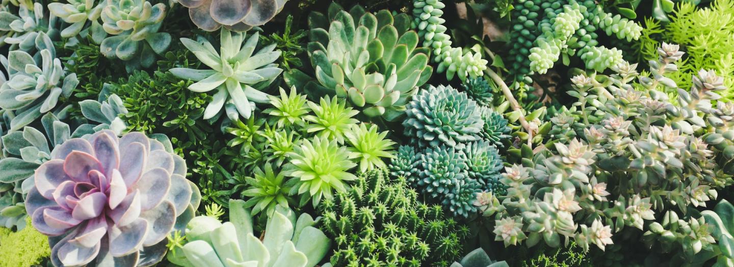 A variety of succulent plants