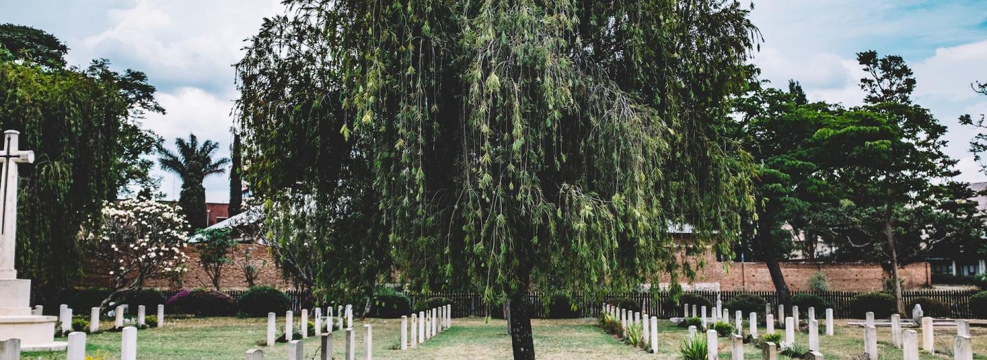 A large tree in a cemetery on a sunny day