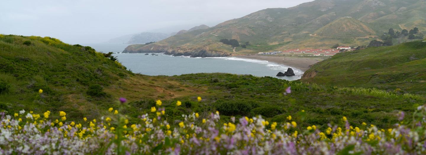 Flowers on a hilly seaside
